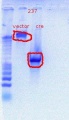 Thumbnail for version as of 15:20, 19 October 2011