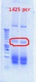 Thumbnail for version as of 11:45, 20 November 2012