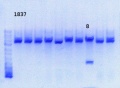 Thumbnail for version as of 17:00, 30 August 2013