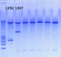 Thumbnail for version as of 17:00, 5 November 2012