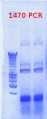 Thumbnail for version as of 11:20, 18 December 2012