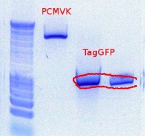382TagGFP+PCMVK-digest9-28-2011.JPG