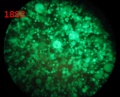 Thumbnail for version as of 11:26, 13 November 2013