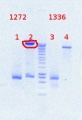 Thumbnail for version as of 13:52, 20 August 2012