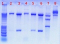 Thumbnail for version as of 13:42, 12 July 2011