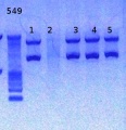 Thumbnail for version as of 14:33, 2 January 2013