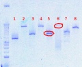 Thumbnail for version as of 13:00, 2 August 2012