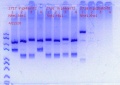 Thumbnail for version as of 21:51, 22 April 2020