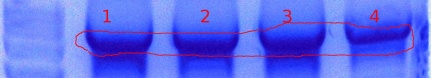 345-enterokinase-PCR.JPG
