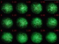 Thumbnail for version as of 11:25, 28 December 2011
