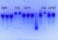 Thumbnail for version as of 12:55, 22 August 2014