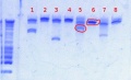 Thumbnail for version as of 13:44, 3 January 2013