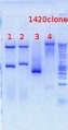 Thumbnail for version as of 14:05, 24 October 2012