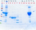 Thumbnail for version as of 00:14, 2 March 2019