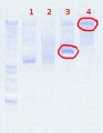 Thumbnail for version as of 16:07, 15 August 2012