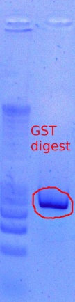 455 PCR digest 10.25.2011.JPG