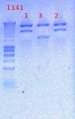 Thumbnail for version as of 14:46, 3 December 2012