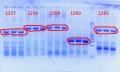 Thumbnail for version as of 10:31, 28 August 2012