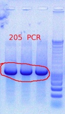 205 PCR 10.26.2011.JPG