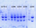 Thumbnail for version as of 12:32, 5 August 2014