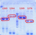 Thumbnail for version as of 09:52, 31 July 2012