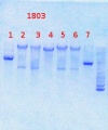 Thumbnail for version as of 11:51, 2 August 2013