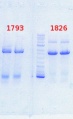 Thumbnail for version as of 10:02, 30 August 2013