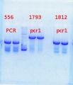 Thumbnail for version as of 10:57, 29 August 2013