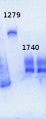 Thumbnail for version as of 15:43, 20 May 2013