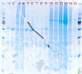 Thumbnail for version as of 15:18, 17 April 2012