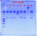 Thumbnail for version as of 13:41, 10 April 2012