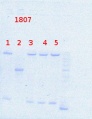 Thumbnail for version as of 11:13, 7 August 2013