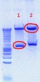 Thumbnail for version as of 15:49, 24 August 2012
