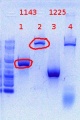 Thumbnail for version as of 15:00, 8 June 2012