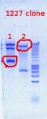 Thumbnail for version as of 15:59, 16 July 2012