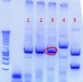 Thumbnail for version as of 14:32, 24 August 2012