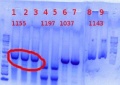 Thumbnail for version as of 10:06, 7 June 2012