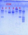 Thumbnail for version as of 13:08, 8 May 2013