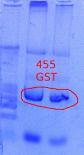 455 PCR 10.25.2011.JPG