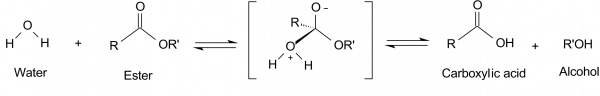 Ester hydrolysis.jpeg
