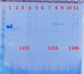 Thumbnail for version as of 10:38, 29 November 2012