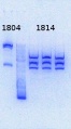 Thumbnail for version as of 11:53, 6 August 2013