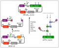 Thumbnail for version as of 22:46, 16 March 2012