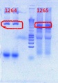 Thumbnail for version as of 15:25, 31 July 2012