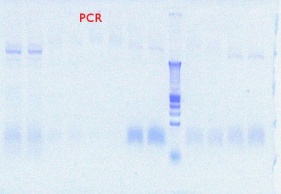 1256-1261 PCR 7-24-2012.JPG