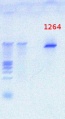 Thumbnail for version as of 09:57, 13 August 2012