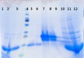 Thumbnail for version as of 17:02, 11 August 2014