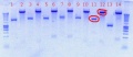 Thumbnail for version as of 16:51, 21 August 2012