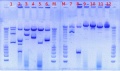 Thumbnail for version as of 09:27, 4 September 2012