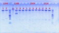 Thumbnail for version as of 14:38, 24 October 2012